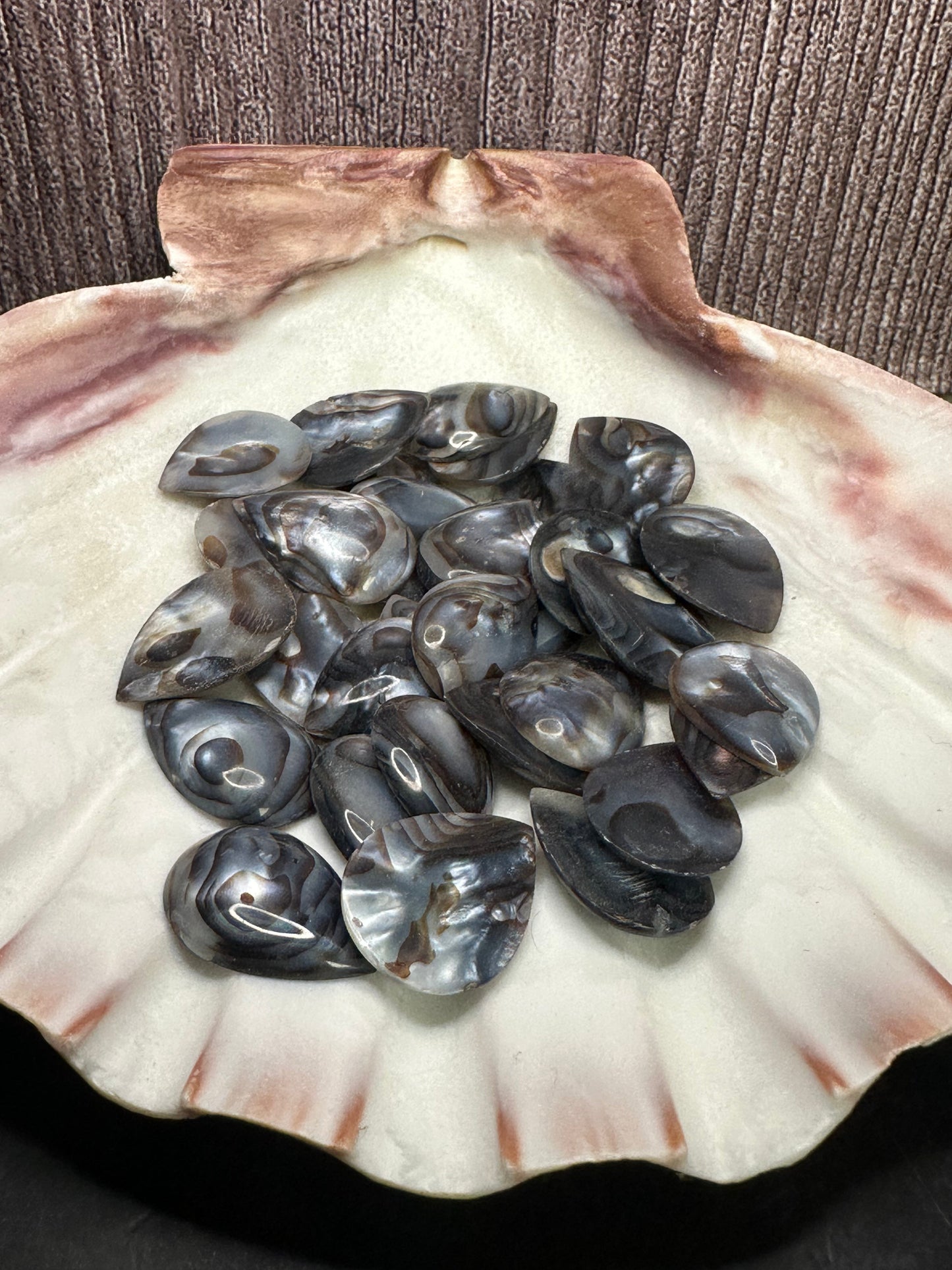 Carved River Clam Jewelry Pendant Cabochon