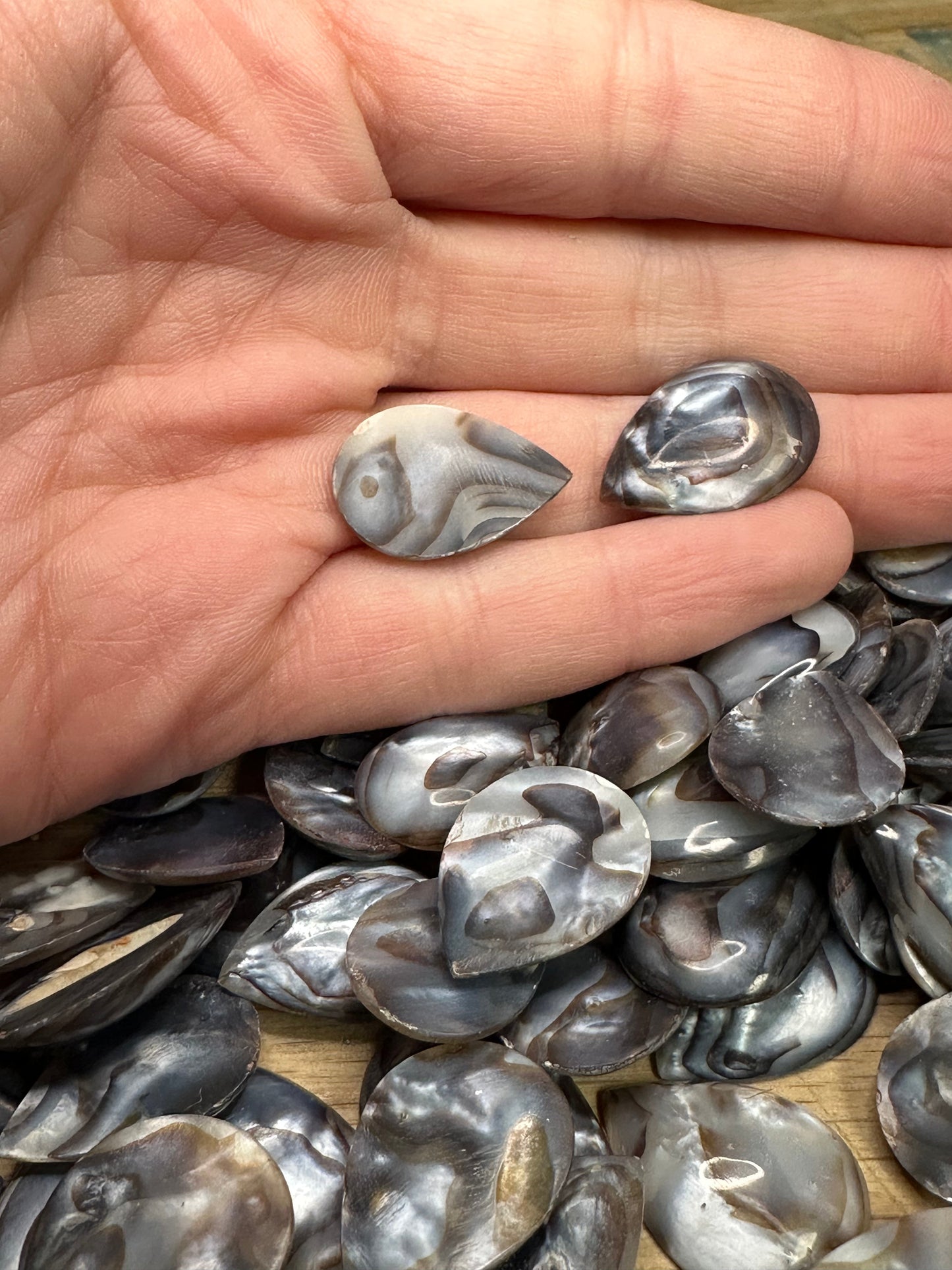 Carved River Clam Jewelry Pendant Cabochon