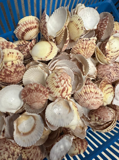 Atlantic Calico Scallop Shells (Argopectin Gibbus)