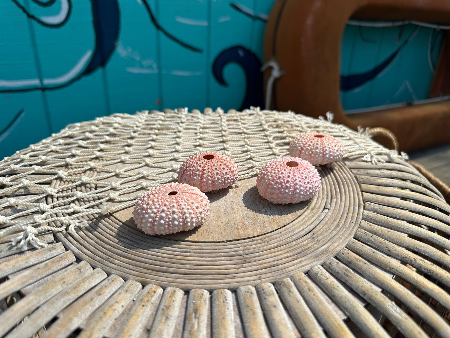 Pink Sea Urchin Shells