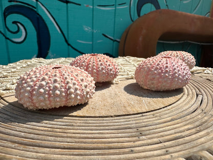 Pink Sea Urchin Shells