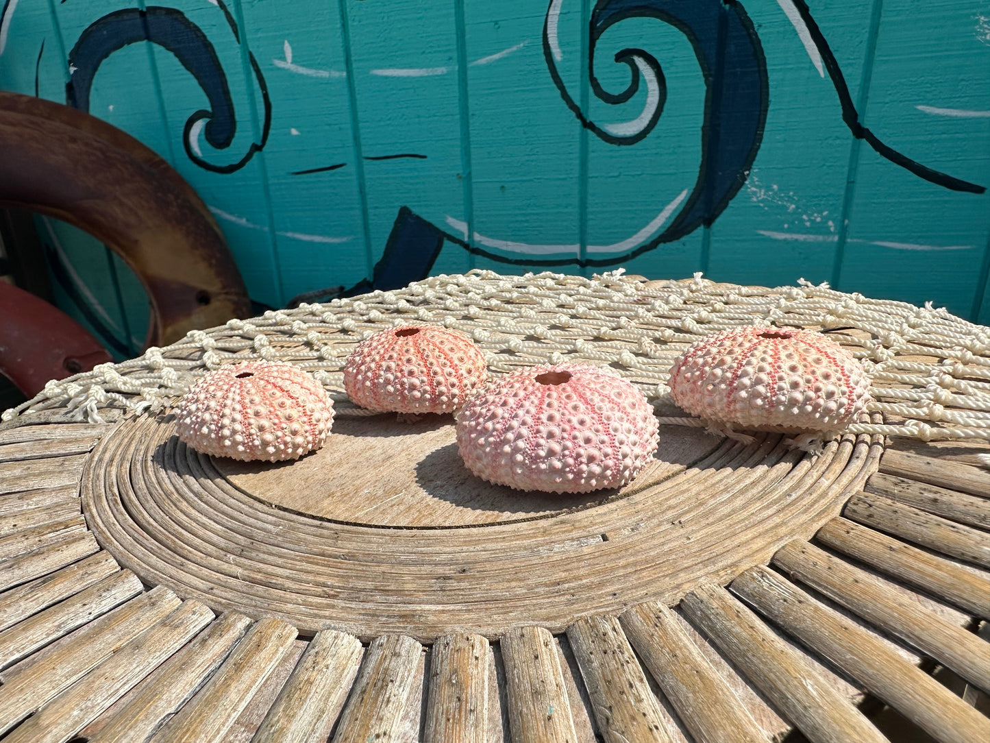 Pink Sea Urchin Shells