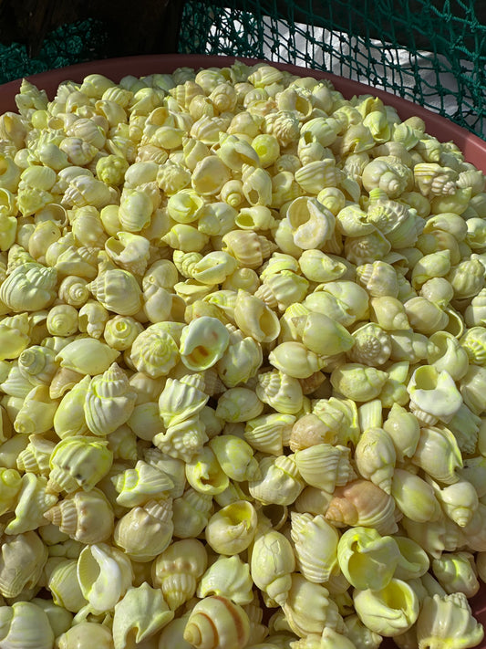 Dyed Cornball & Goblet Shells - Blue Or Yellow