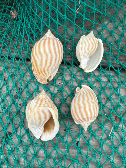 Striped Bonnet Shell - Cassis strigatum