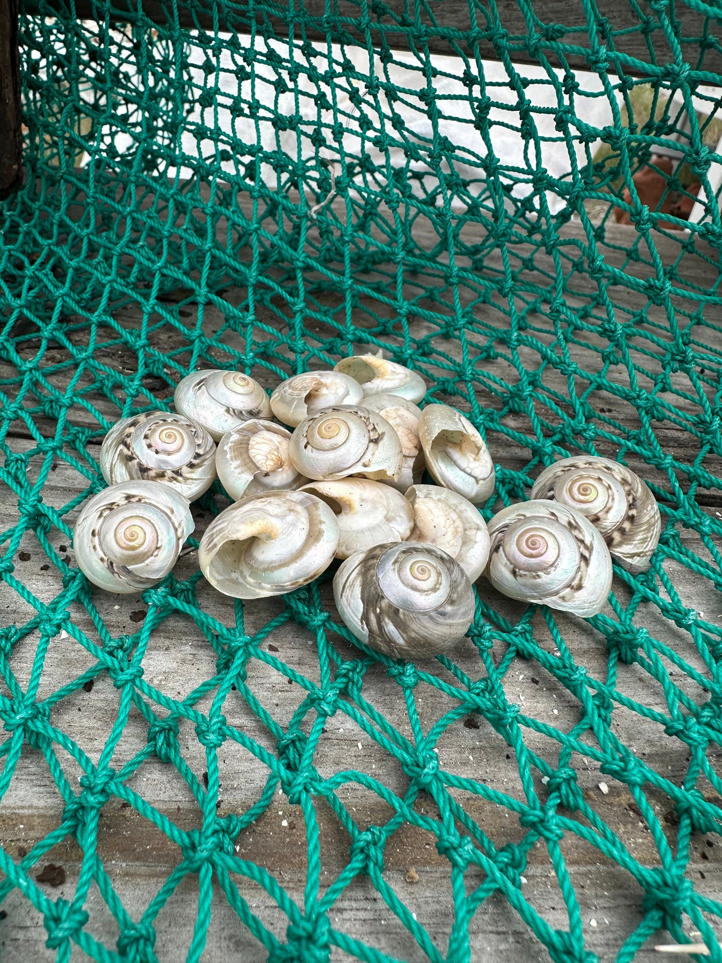 Giant Pearl Umbonium Shell