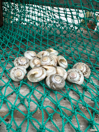 Giant Pearl Umbonium Shell