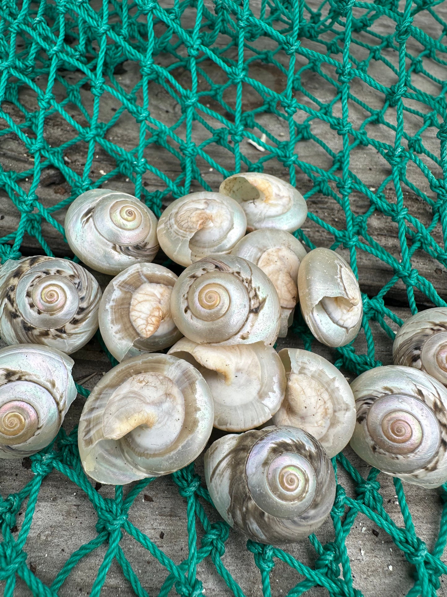 Giant Pearl Umbonium Shell