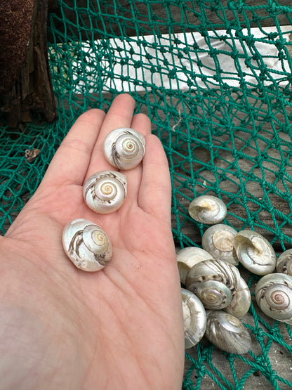 Giant Pearl Umbonium Shell