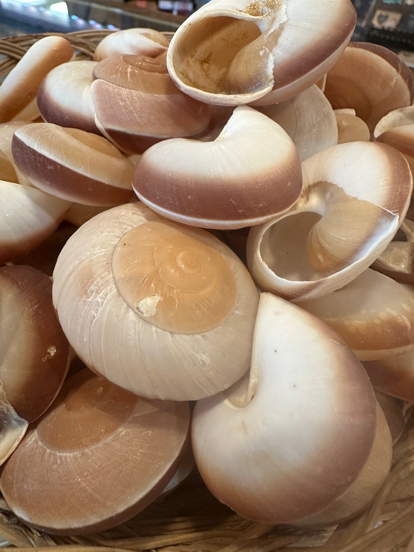 Ryoseota ovum Muffin Snail Shell