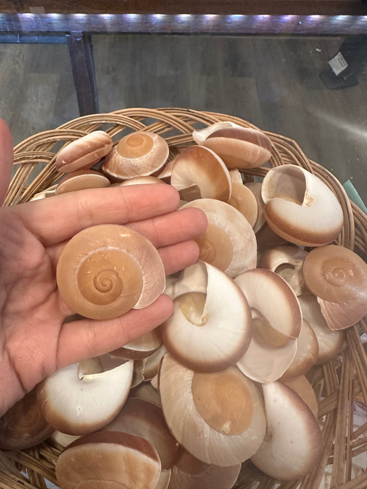 Ryoseota ovum Muffin Snail Shell