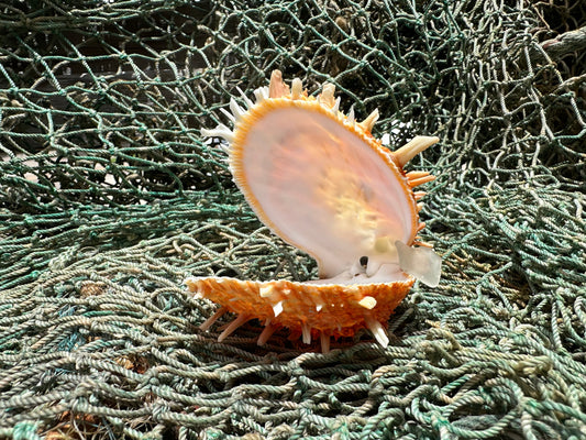 Vintage Spondylus 3.5"