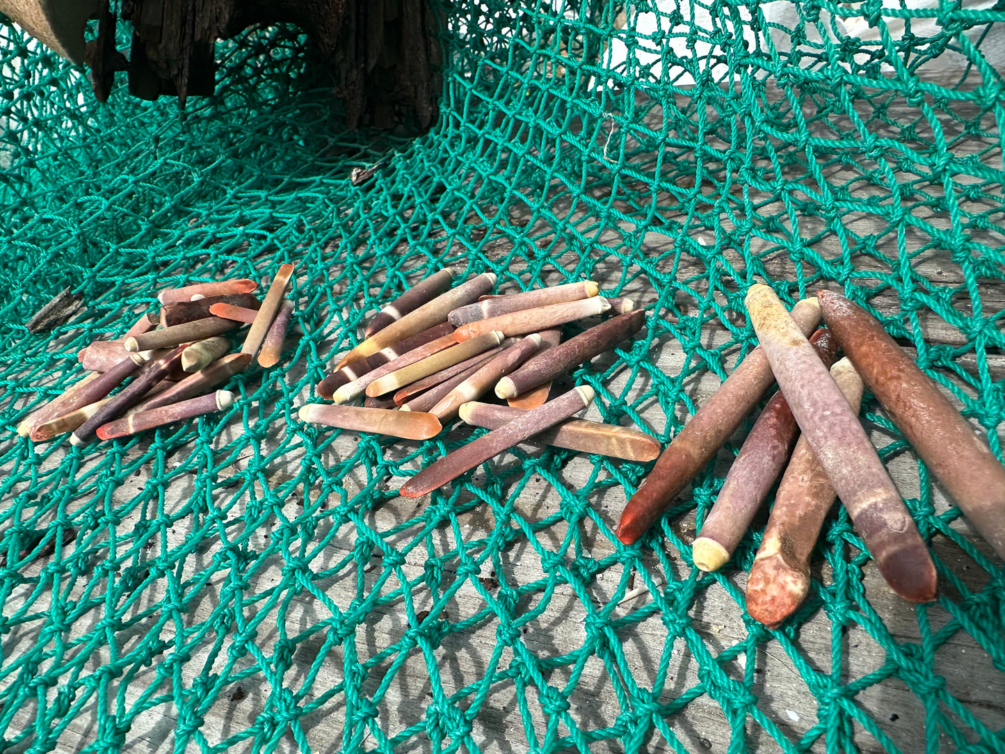 Pencil Sea Urchin Shell Spines