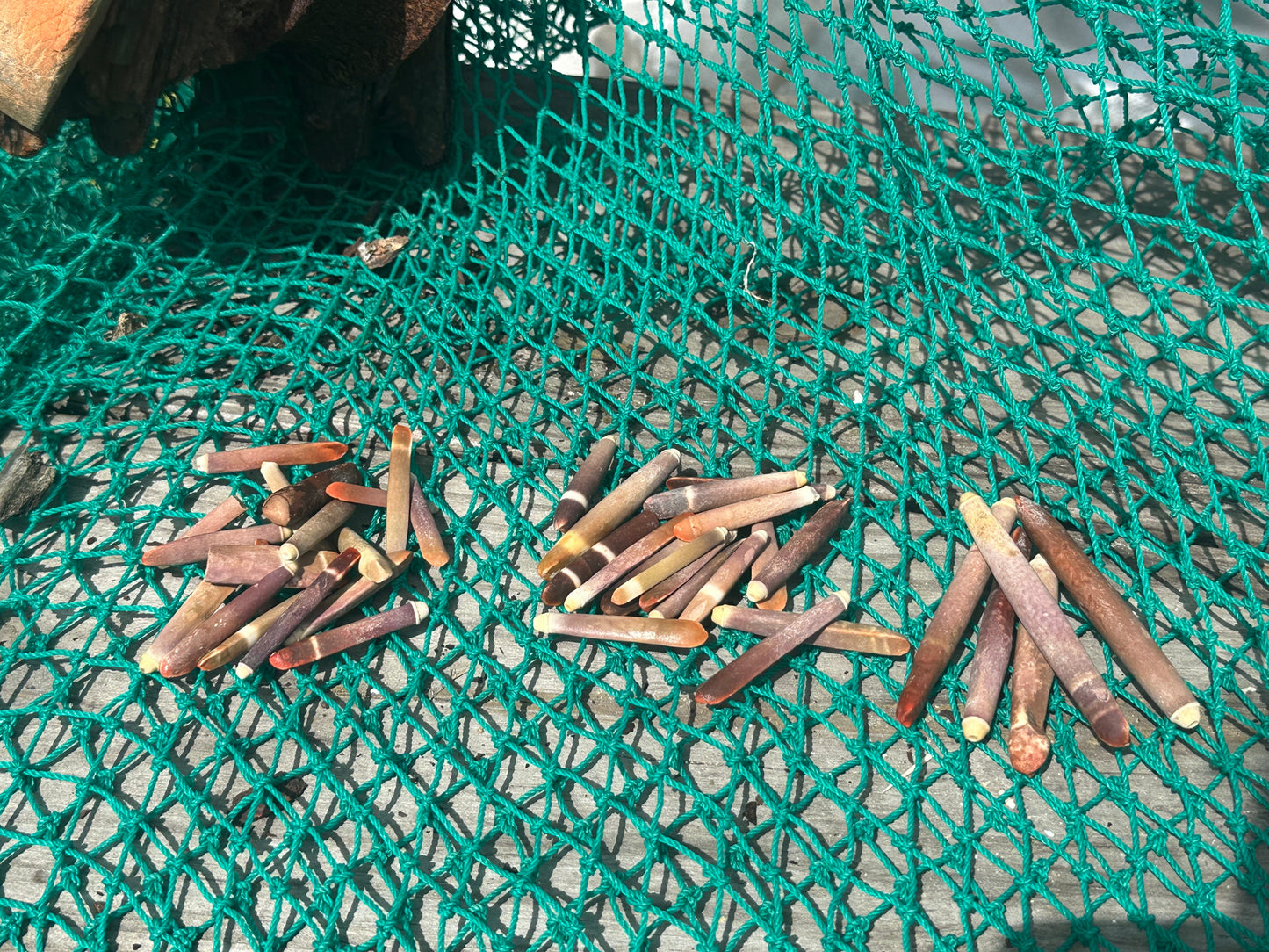 Pencil Sea Urchin Shell Spines