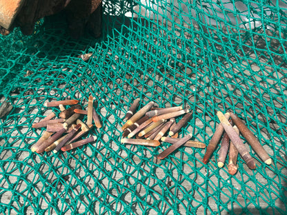 Pencil Sea Urchin Shell Spines