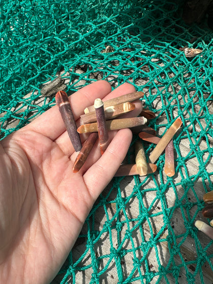 Pencil Sea Urchin Shell Spines