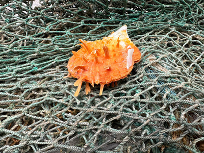 Spiny Orange Spondylus Shell 2.5"x2.5" | Bold Display Shell with Natural Texture