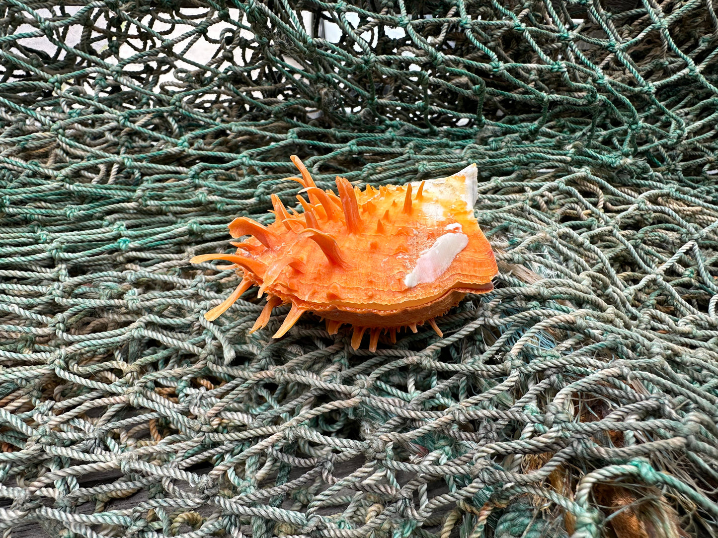 Spiny Orange Spondylus Shell 2.5"x2.5" | Bold Display Shell with Natural Texture