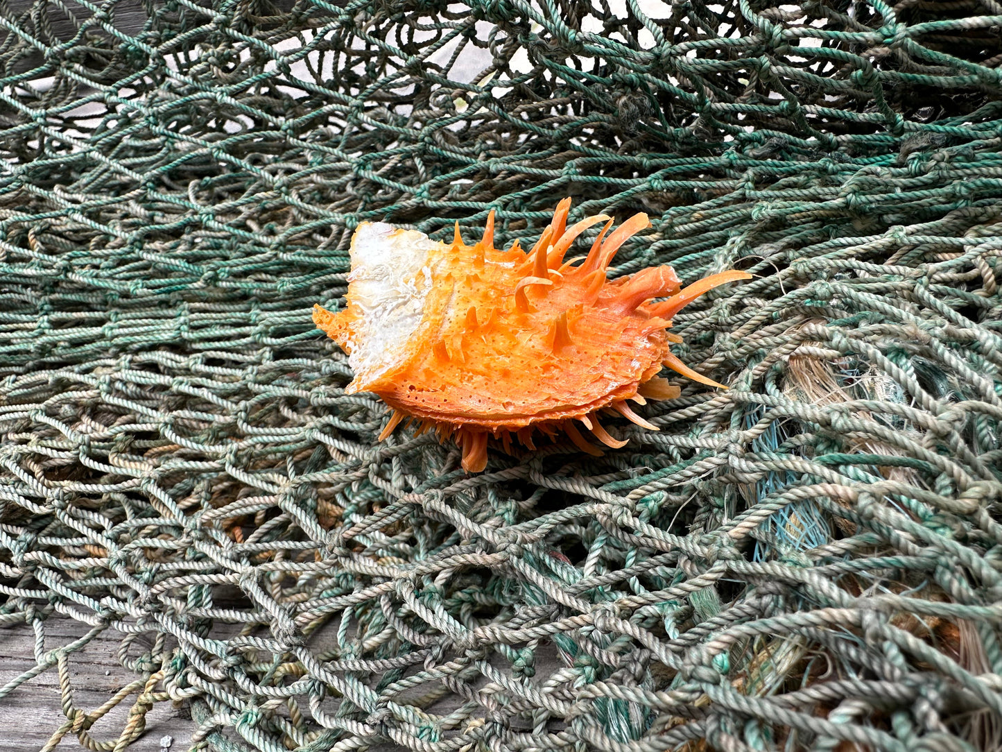 Spiny Orange Spondylus Shell 2.5"x2.5" | Bold Display Shell with Natural Texture
