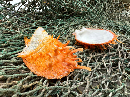 Spiny Orange Spondylus Shell 2.5"x2.5" | Bold Display Shell with Natural Texture