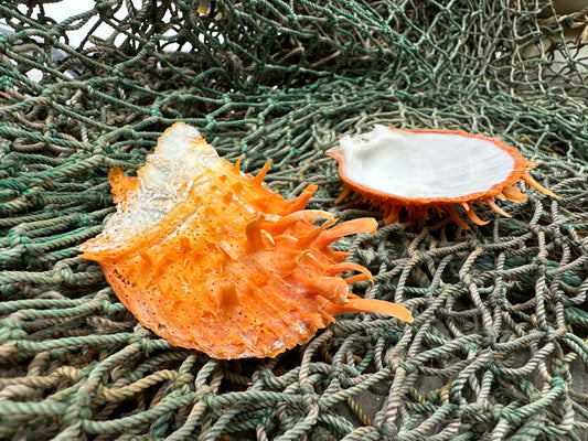 Spiny Orange Spondylus Shell 2.5"x2.5" | Bold Display Shell with Natural Texture