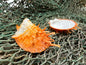 Spiny Orange Spondylus Shell 2.5"x2.5" | Bold Display Shell with Natural Texture