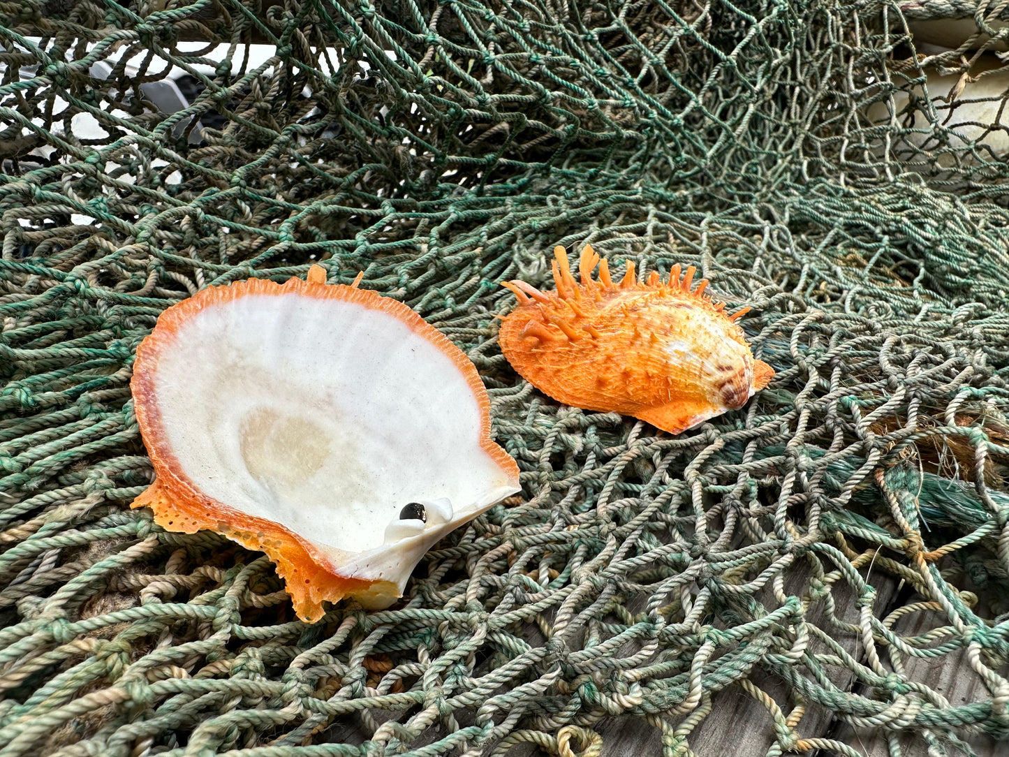 Spiny Orange Spondylus Shell 2.5"x2.5" | Bold Display Shell with Natural Texture