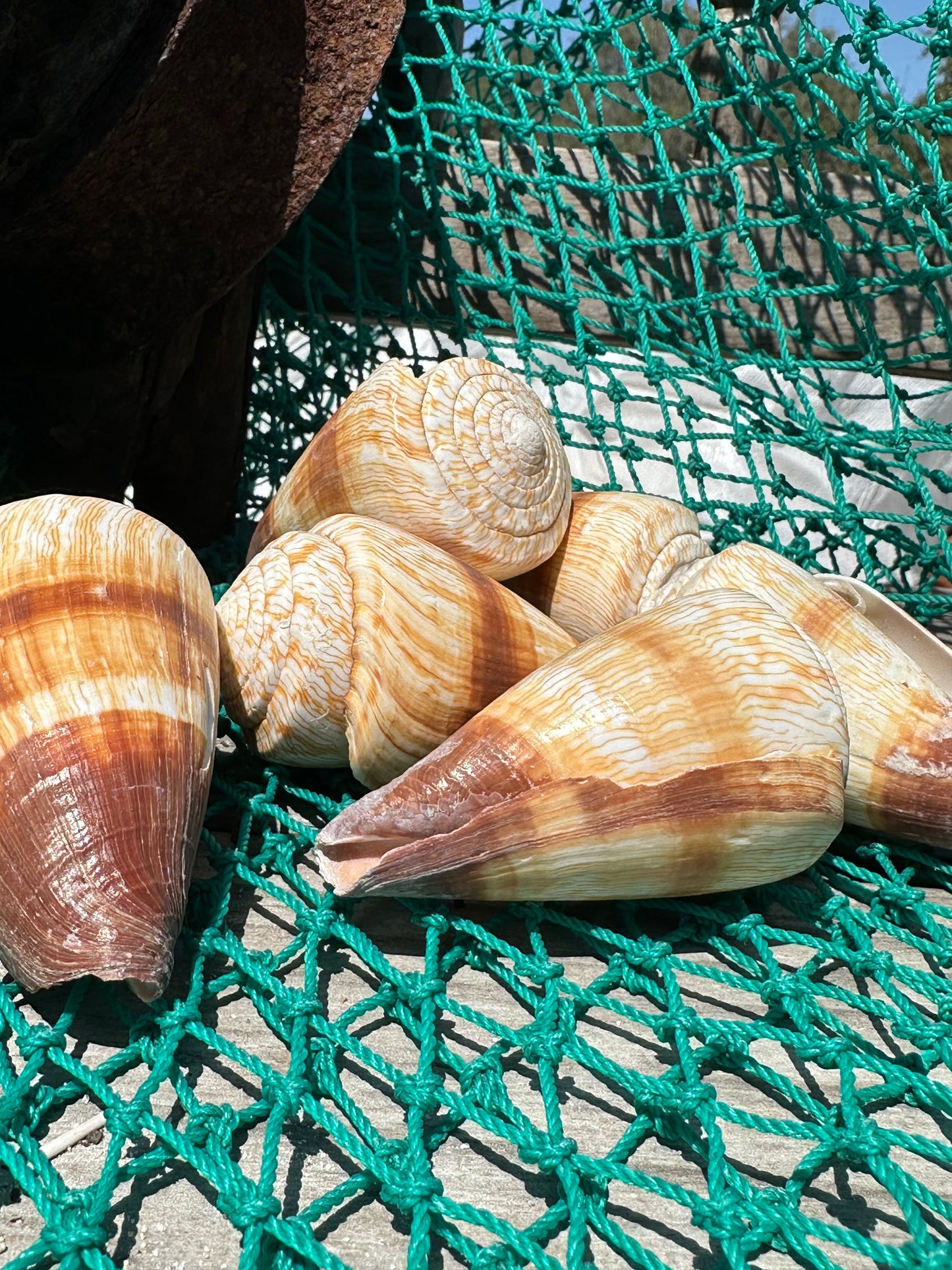 Soldier Cone Shells - Conus miles