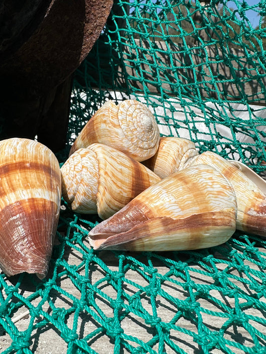Soldier Cone Shells - Conus miles