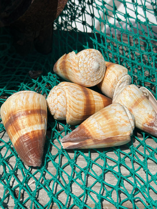Soldier Cone Shells - Conus miles