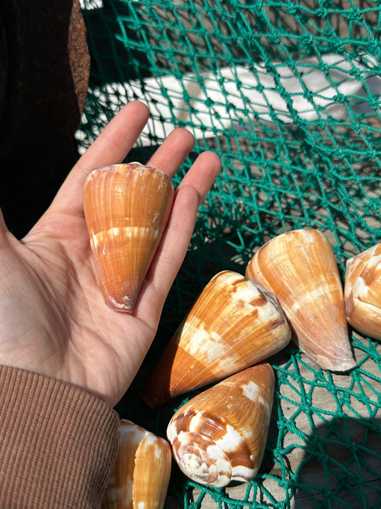 Flag Cone Shells- Conus vexillum