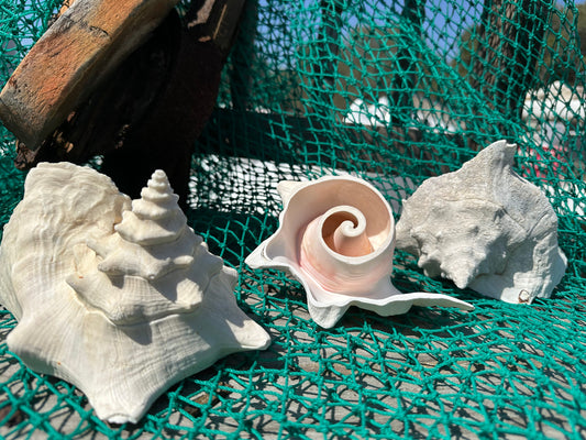 Top Cut of Large Pink Conch Shell