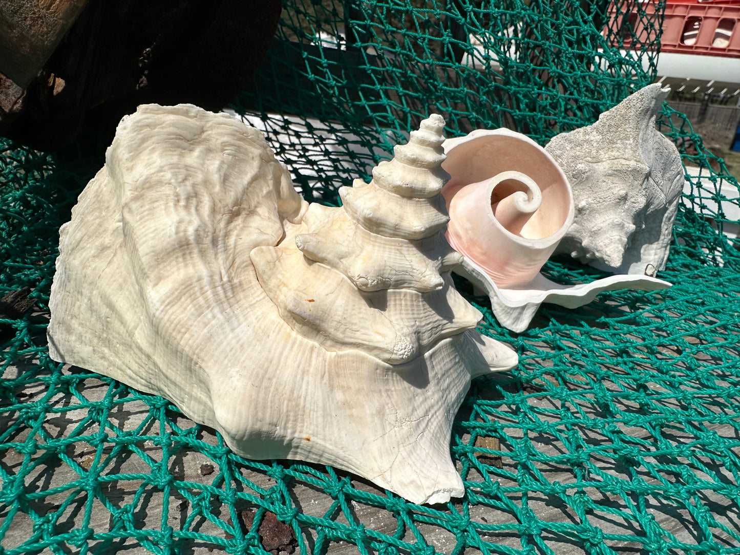 Top Cut of Large Pink Conch Shell