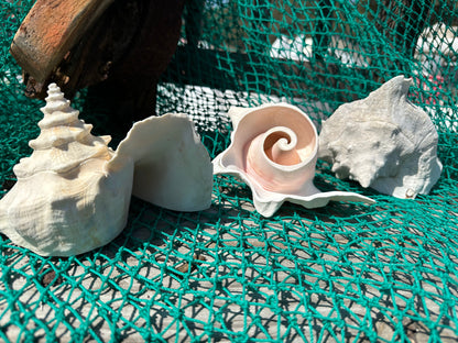 Top Cut of Large Pink Conch Shell