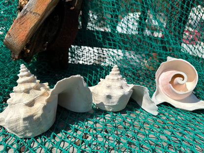 Top Cut of Large Pink Conch Shell