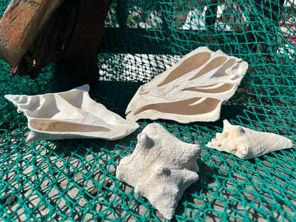 Side Sliced Pink Conch Shell