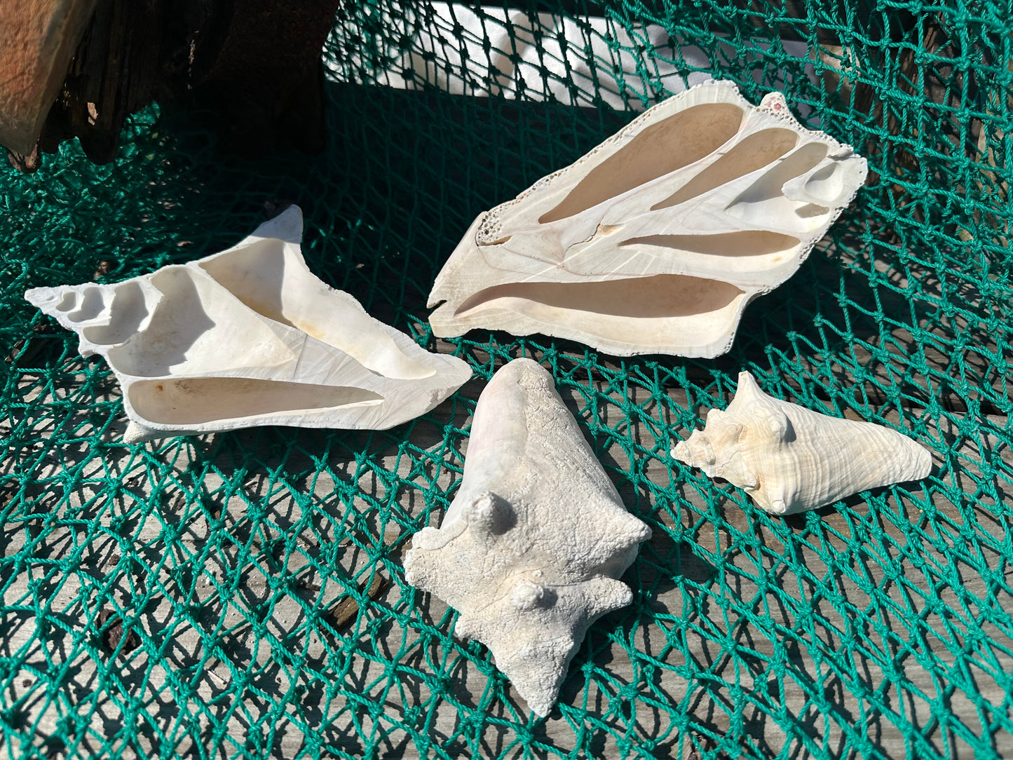 Side Sliced Pink Conch Shell