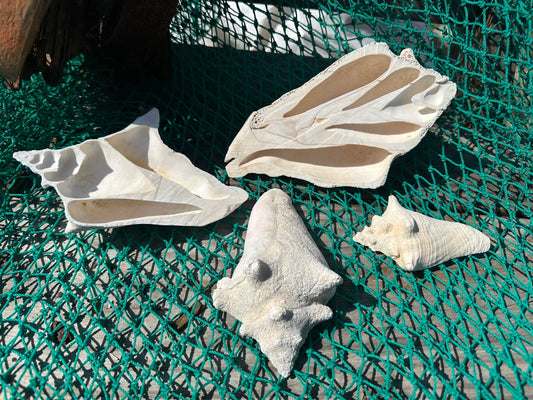 Side Sliced Pink Conch Shell