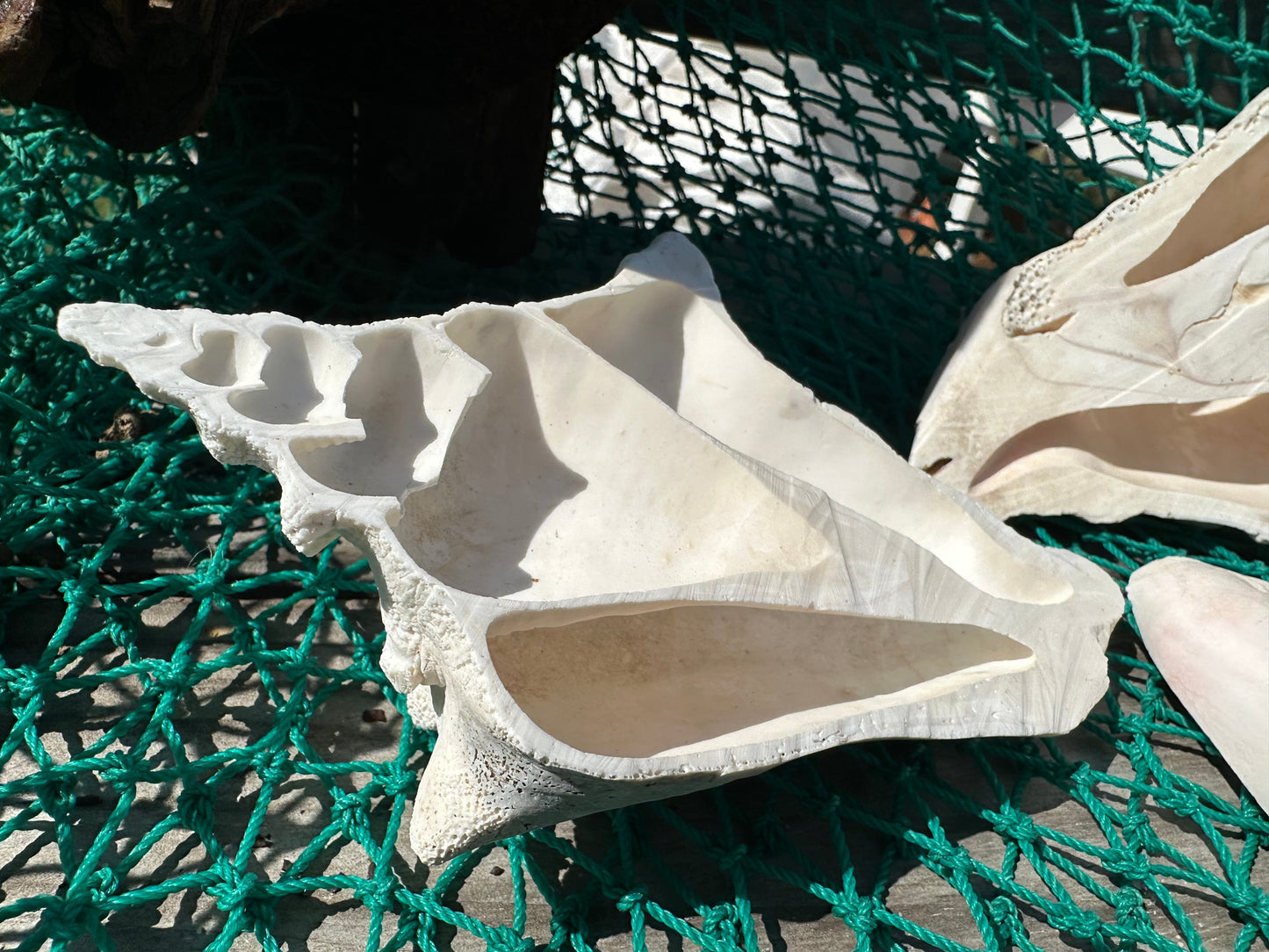 Side Sliced Pink Conch Shell