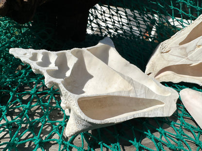 Side Sliced Pink Conch Shell