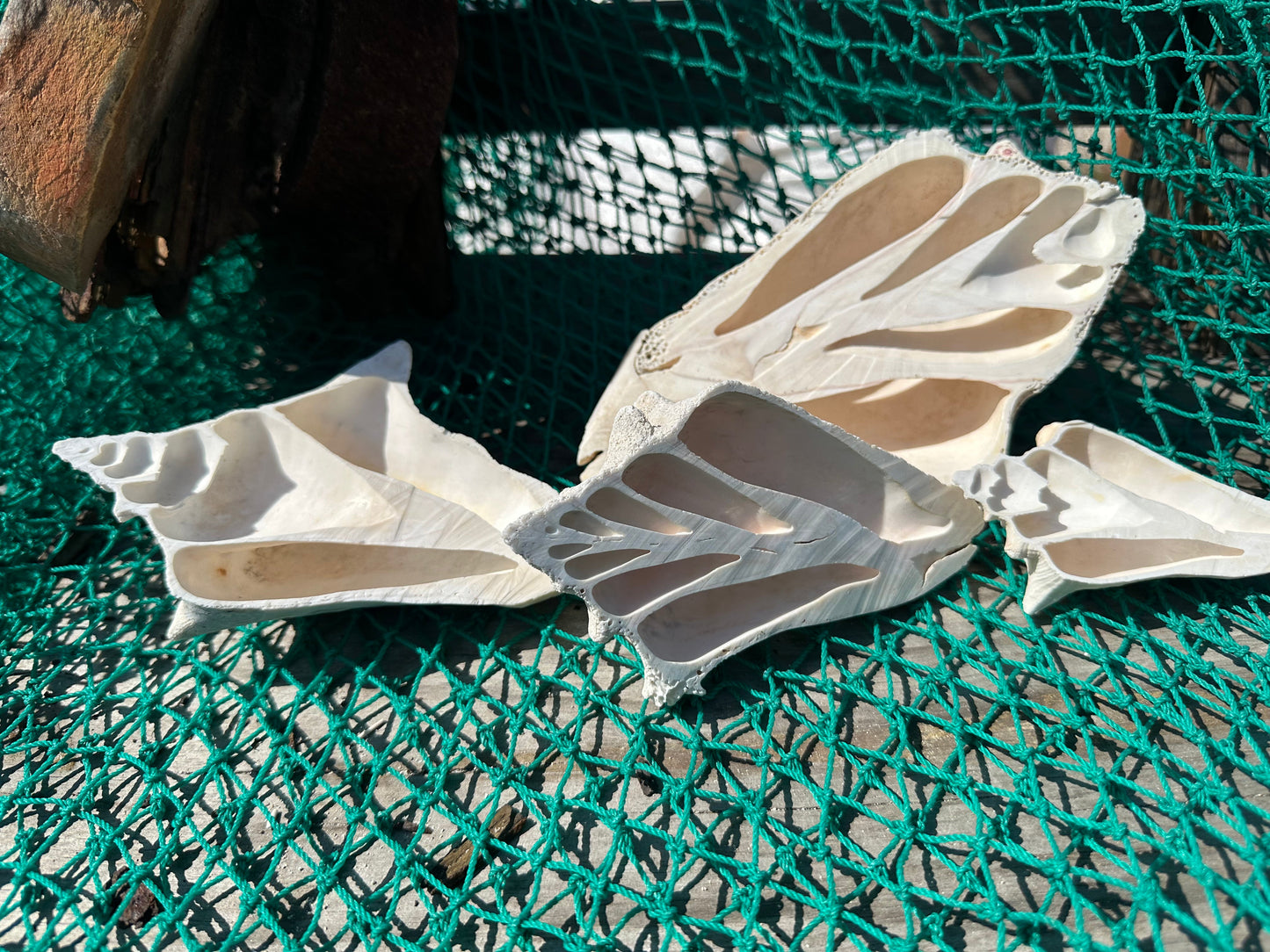 Side Sliced Pink Conch Shell