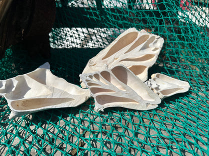 Side Sliced Pink Conch Shell