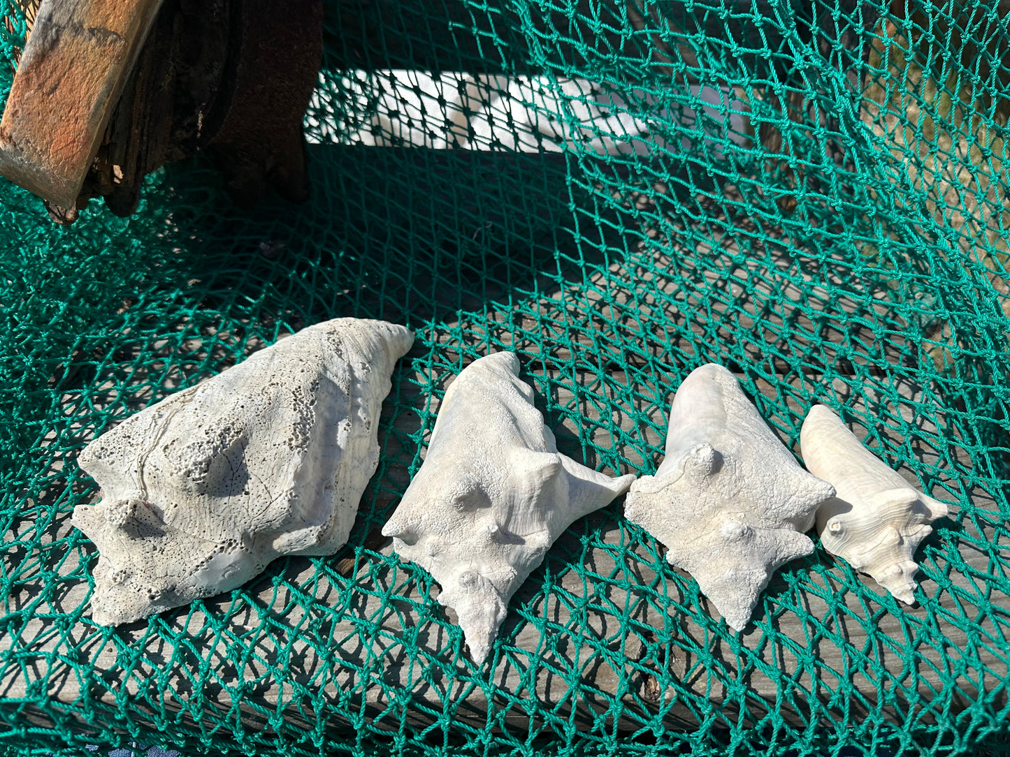 Side Sliced Pink Conch Shell