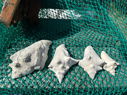 Side Sliced Pink Conch Shell