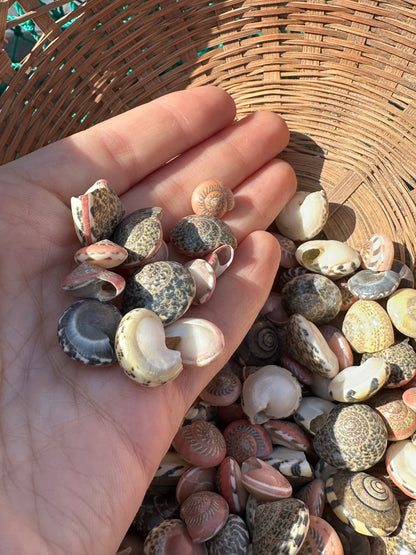 Umbonium vestiarium Inch and Under Lot of Seashells