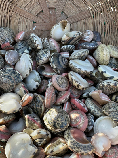 Umbonium vestiarium Inch and Under Lot of Seashells