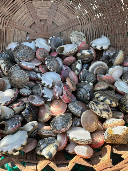 Umbonium vestiarium Inch and Under Lot of Seashells