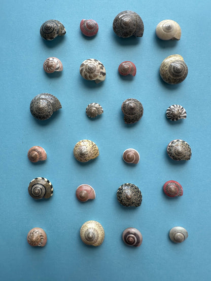 Umbonium vestiarium Inch and Under Lot of Seashells