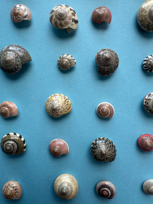 Umbonium vestiarium Inch and Under Lot of Seashells