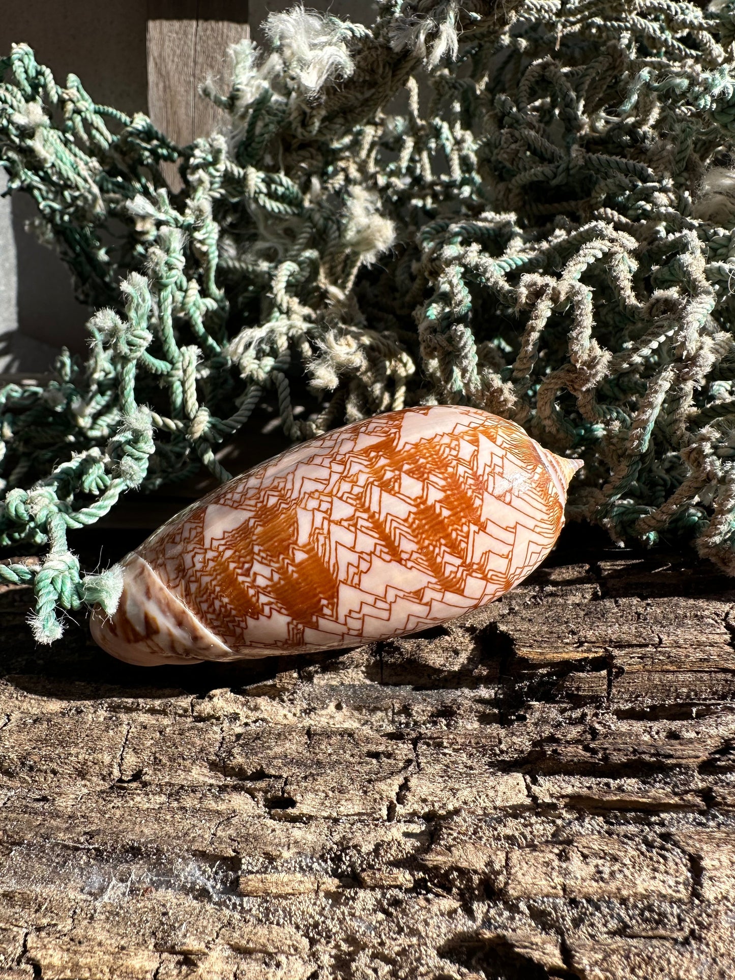 Polished Tent Olive Shell – 3.2" Oliva porphyria