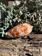 Polished Tent Olive Shell – 3.2" Oliva porphyria